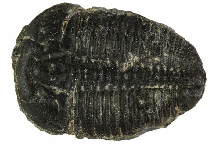 Elrathia Trilobite Fossil - Utah #108655